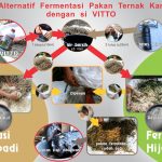 Dua Model Fermentasi Pakan Kambing