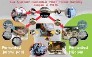 bagan 2 model fermentasi pakan untuk kambing