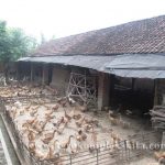 Budidaya Itik / Bebek – Bag I – Jenis-jenis Itik dan Pemilihan Bibit