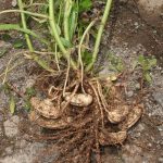 Hama dan Penyakit pada Kacang Tanah