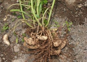 Hama dan Penyakit pada Kacang Tanah