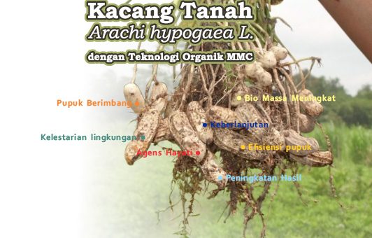 panduan budidaya kacang tanah pdf