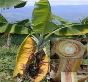 penyakit panaman pisang, layu pada pisang