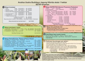 Analisa usaha budidaya jagung skala 1 hektar