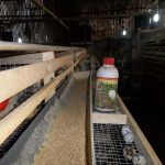 Budidaya Puyuh – Bag I – Jenis-jenis puyuh dan Manfaat