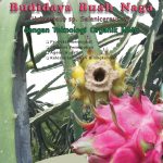 Modul Budidaya Buah Naga (Hylocereus sp, Selenicereus sp)