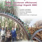 Modul Budidaya Tebu (Saccarum officinarum)