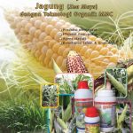 E-book Panduan Budidaya Jagung (Zea Mays)