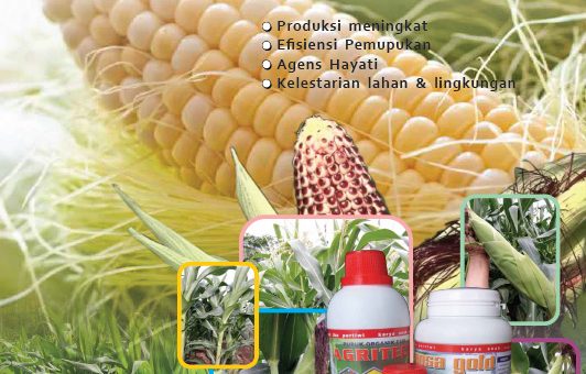 e book budidaya jagung, modul budidaya jagung, agribisnis jagung,