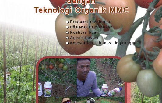 Budidaya tomat organik