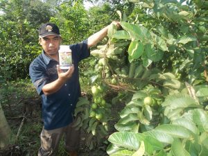 panen jambu biji, panen pada budidaya jambu, budidaya jambu, panen jambu, jambu biji, guava, mosa gold untuk jambu, mosa gold, agritech, hortech, mosa meta, buah jambu, buah jambu kristal, agribisnis jambu