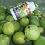 Panduan Teknis Budidaya  Jambu Kristal  (Psidium guajava L)