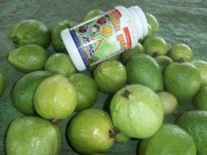 jambu biji, jambu kristal, budidaya jambu biji, budidaya jambu kristal, jambu kristal, budidaya jambu, guava, pseudeum guava, jambu biji kristal pohon jambu, buah jambu, buah jambu biji