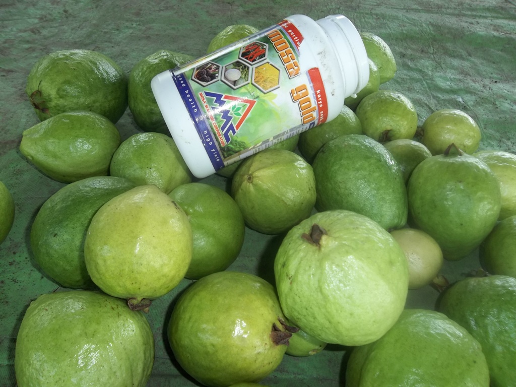 jambu biji, jambu kristal, budidaya jambu biji, budidaya jambu kristal, jambu kristal, budidaya jambu, guava, pseudeum guava, jambu biji kristal pohon jambu, buah jambu, buah jambu biji