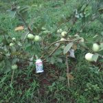 Budidaya Jambu Biji, Bag II – Pengolahan tanah sd Panen