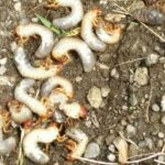 Uret pada tanaman jambu