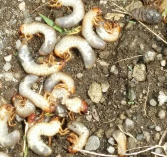 Uret pemakan akar, embug, gayas, hama gayas,