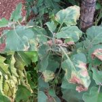 Penyakit Layu Fusarium pada Terong / Terung