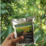 bio-spf pupuk hayati untuk budidaya jambu biji