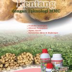 Modul Budidaya Kentang (Solanum tuberosum L)
