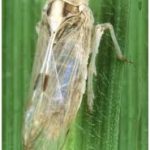 Hama wereng punggung putih pada padi