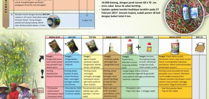 jadwal pupuk dan agen hayati budidaya cabai terbaru terpadu