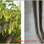 layu fusarium pada cabai, layu cabai, tanaman cabai layu mendadak, penyakit layu, cabai layu, layu cabai, fusarium pada cabai, fusarium pada cabai, layu pada cabe