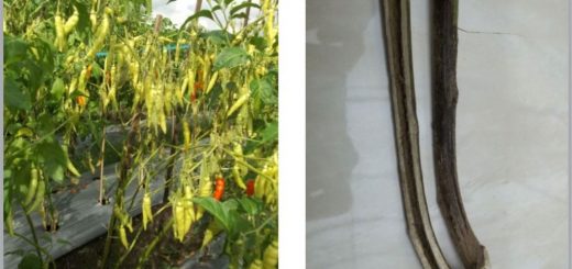 layu fusarium pada cabai, layu cabai, tanaman cabai layu mendadak, penyakit layu, cabai layu, layu cabai, fusarium pada cabai, fusarium pada cabai, layu pada cabe