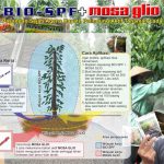 Cara kerja dan cara aplikasi sepasang agens hayati untuk lada