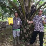 Hama dan Penyakit utama pada tanaman kelapa Sawit