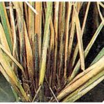 Gejala padi busuk batang terkena serangan jamur sclerotia