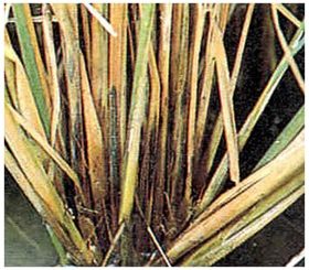 Gejala padi busuk batang terkena serangan jamur sclerotia