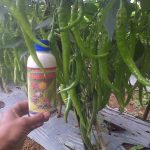 Tujuan dan Macam-macam perempelan pada cabai keriting