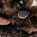 Jamur ganoderma boninense yang tumbuh pada pangkal batang sawit mengakibatkan pembusukan dan pada akhirnya sawit menjadi roboh/tumbang