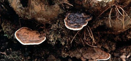 Jamur ganoderma boninense yang tumbuh pada pangkal batang sawit mengakibatkan pembusukan dan pada akhirnya sawit menjadi roboh/tumbang