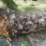 Penyakit ganoderma pada sawit yang dikenal juga busuk pangkal batang pada sawit mengakibatkan tumbang