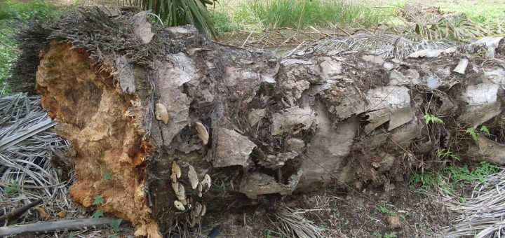 Penyakit ganoderma pada sawit yang dikenal juga busuk pangkal batang pada sawit mengakibatkan tumbang