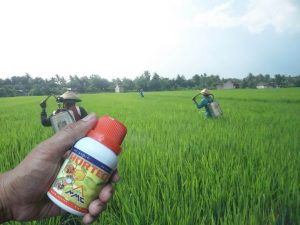 aplikasi penyemprotan ZPT HORTECH pada padi dilakukan di pagi hari 2