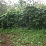 Jadwal pemupukan Budidaya tanaman kopi, (Coffea sp )