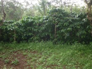 budidaya kopi secara intensif