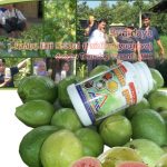 Modul Budidaya Jambu Biji (Psidium guajava)