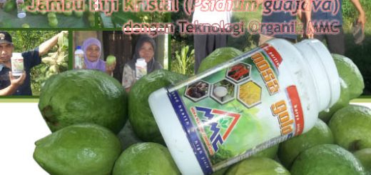 cover Modul budidaya jambu biji dengan teknologi mmc - edisi I sepetember 2016