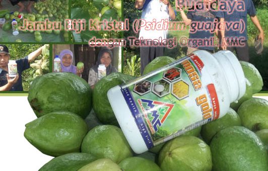 cover Modul budidaya jambu biji dengan teknologi mmc - edisi I sepetember 2016