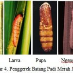 Penggerek Batang Padi Merah jambu : Sesamia inferens (Walker)