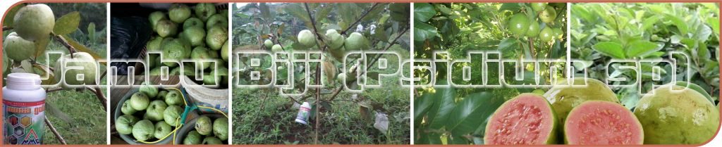 agribisnis jambu biji, budidaya jambu biji, jambu kristal, jambu biji super