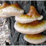 Penyakit Ganoderma  ( Akar Merah) penyebab busuk perakaran