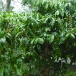Sekilas Budidaya Kopi dengan model pupuk berimbang
