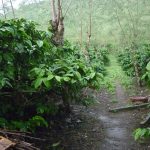 Panduan Budidaya Kopi Coffea sp