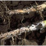 Bercak coklat pada daun Kacang Tanah