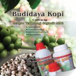 Modul Budidaya Kopi (Coffea sp)